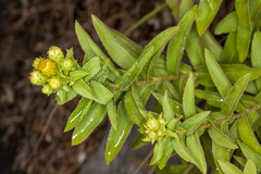 Pentanema spiraeifolium