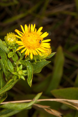 Pentanema spiraeifolium