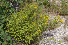 Pentanema spiraeifolium