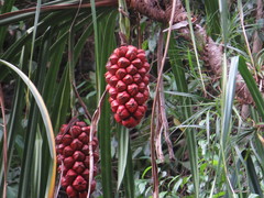 Pandanus gemmifer
