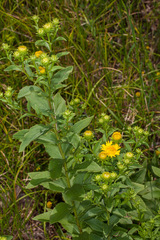 Pentanema spiraeifolium