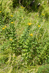Pentanema spiraeifolium