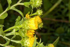 Pentanema spiraeifolium