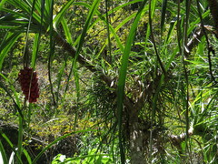 Pandanus gemmifer