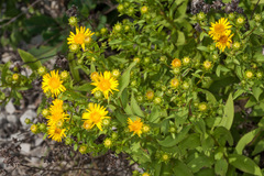 Pentanema spiraeifolium