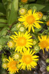 Pentanema spiraeifolium