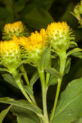 Pentanema spiraeifolium