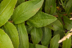 Pentanema spiraeifolium