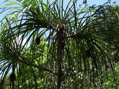 Pandanus gemmifer