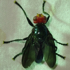 Bromophila caffra