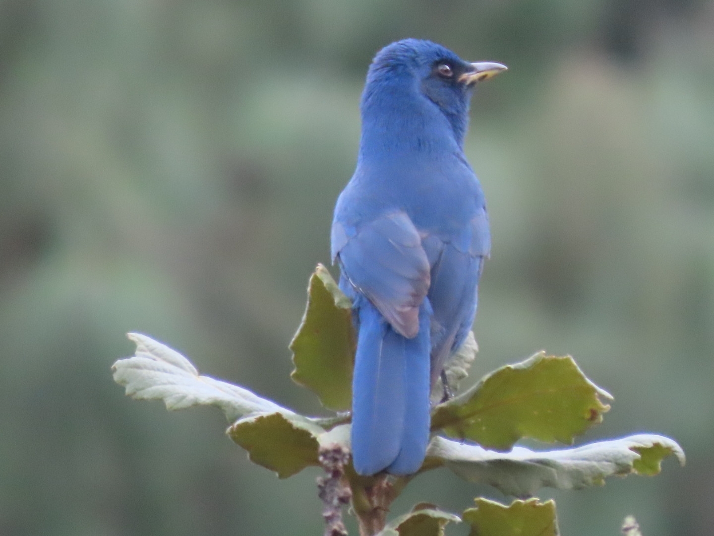 Unicolored Jay (Aphelocoma unicolor), photo 9