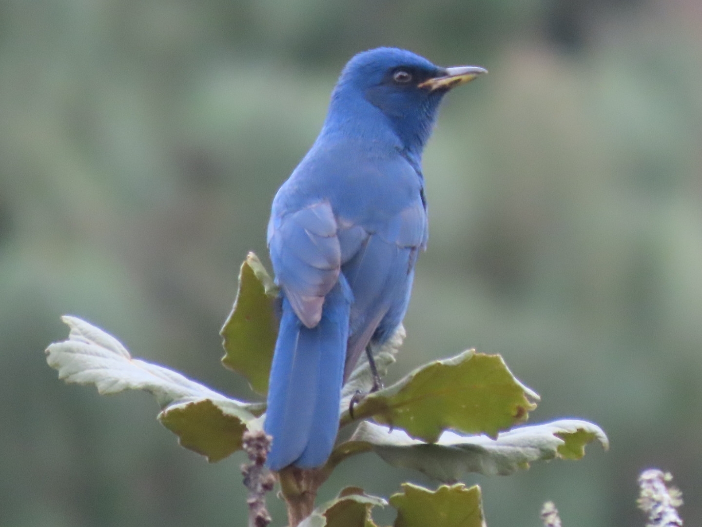 Unicolored Jay (Aphelocoma unicolor), photo 10