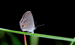 Eicochrysops messapus