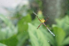 Argiope