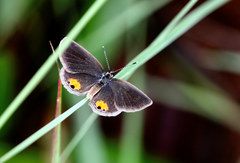 Eicochrysops messapus