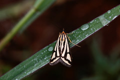 Loxostege venustalis