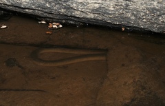 Synbranchus marmoratus