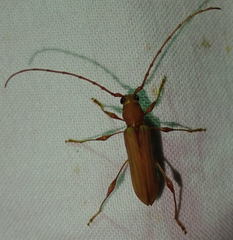 Cordylomera karschi