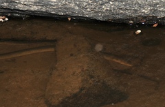 Synbranchus marmoratus