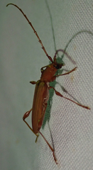 Cordylomera karschi
