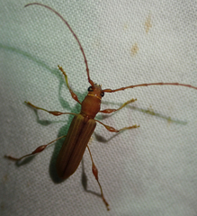 Cordylomera karschi