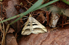 Chiasmia subcurvaria