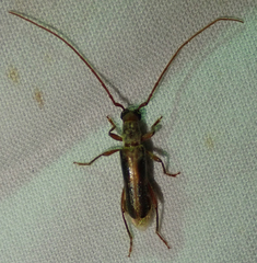 Ossibia fuscata