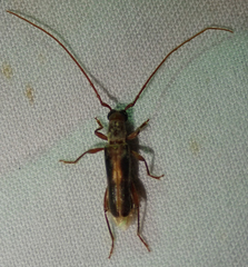 Ossibia fuscata