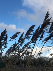 Phragmites australis