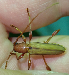 Cordylomera karschi