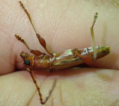Cordylomera karschi