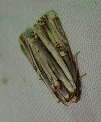 Anedhella rectiradiata