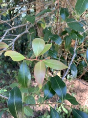 Pterocelastrus echinatus