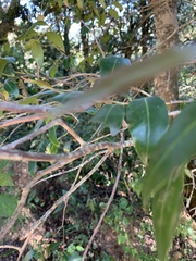 Pterocelastrus echinatus