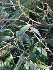 Pterocelastrus echinatus