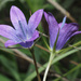 Campanula spatulata - Photo (c) Felix Riegel, some rights reserved (CC BY-NC), uploaded by Felix Riegel