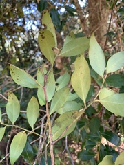 Pterocelastrus echinatus