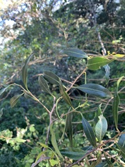 Pterocelastrus echinatus