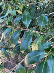 Pterocelastrus echinatus