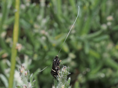 Adela paludicolella