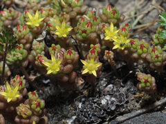 Sedum praesidis