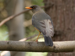 Turdus abyssinicus