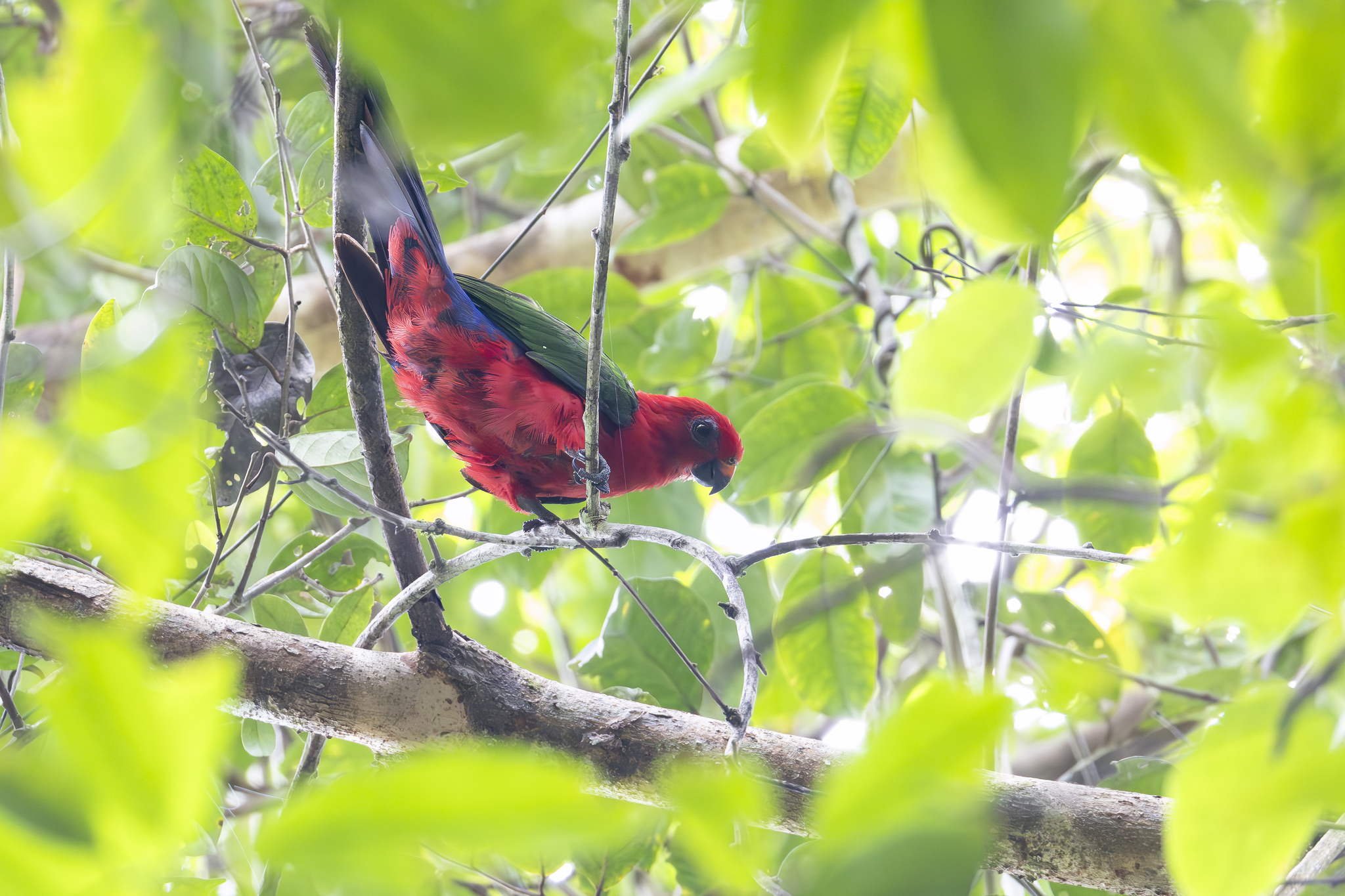 Moluccan King Parrot (Alisterus amboinensis), photo 2