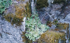 Micranthes clusii lepismigena