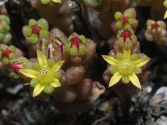 Sedum praesidis
