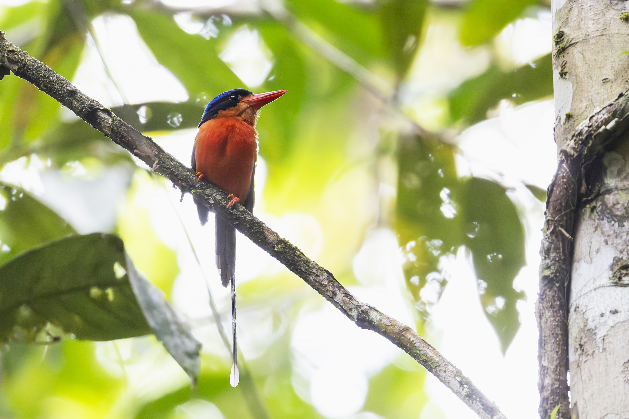 Red-breasted Paradise Kingfisher (Tanysiptera nympha), photo 6