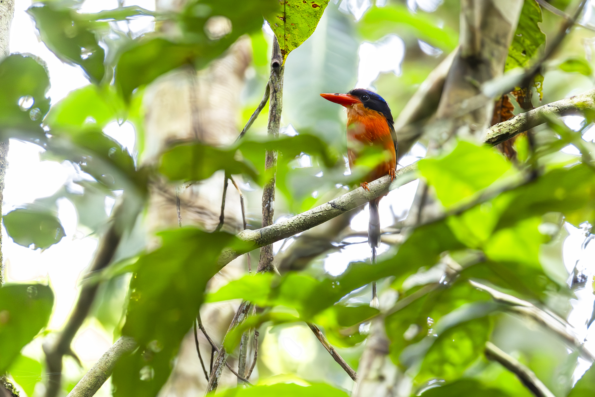 Red-breasted Paradise Kingfisher (Tanysiptera nympha), photo 7