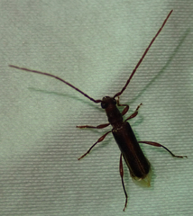 Ossibia fuscata