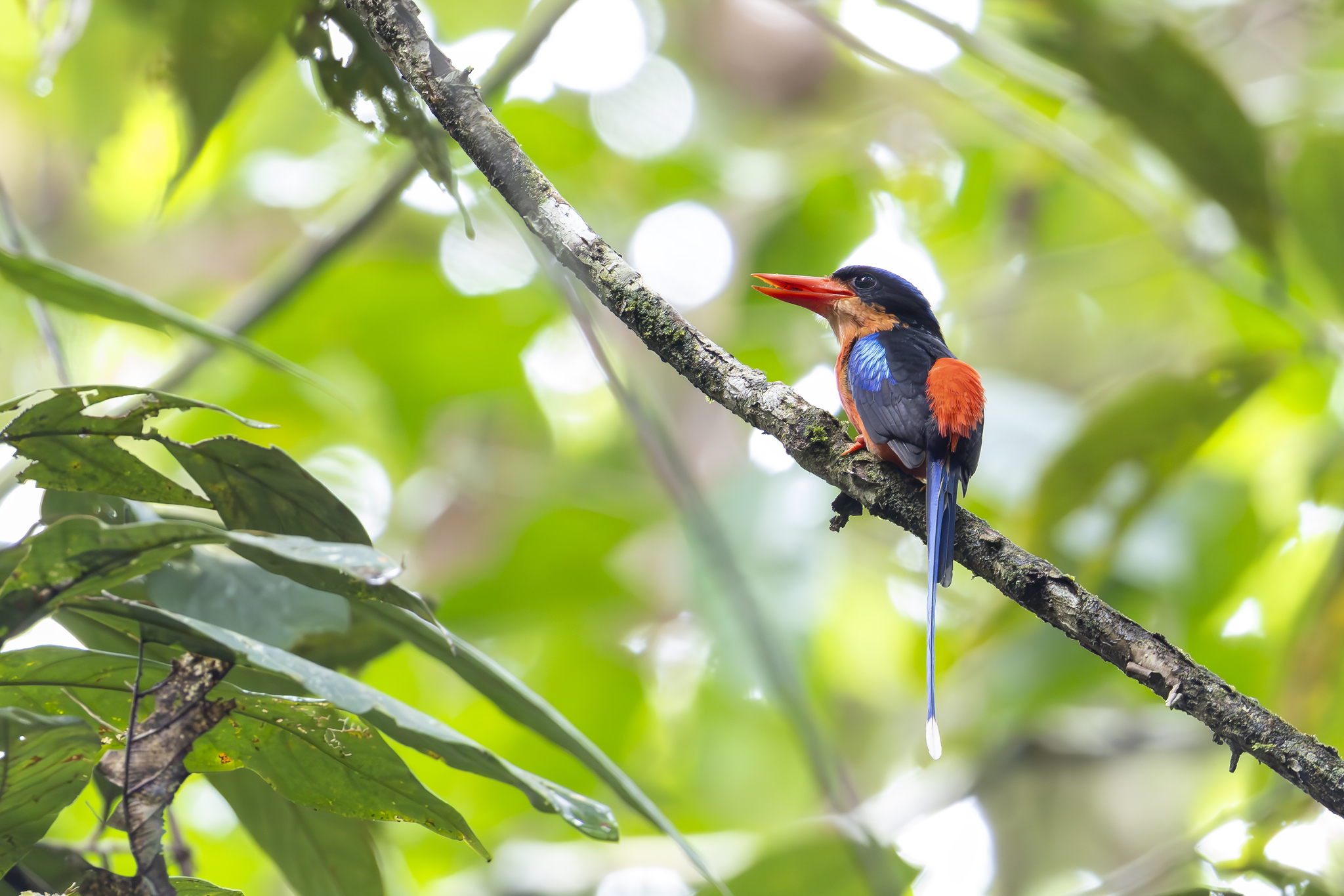 Red-breasted Paradise Kingfisher (Tanysiptera nympha), photo 2