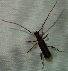 Ossibia fuscata